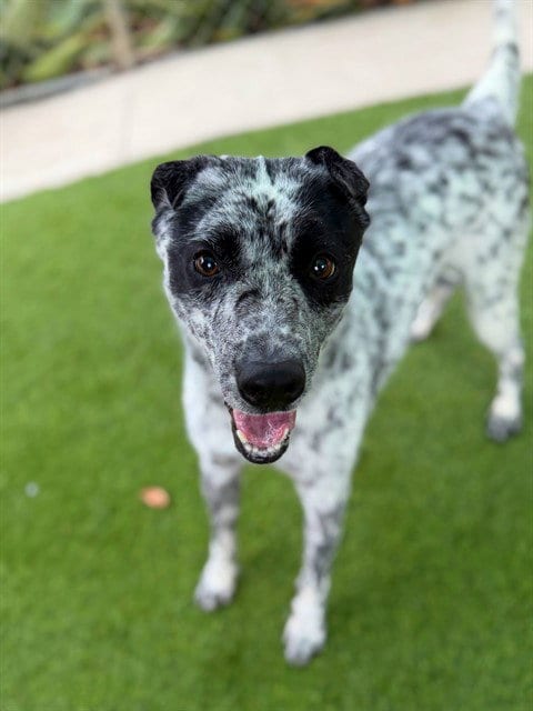 Photo of Squirrel, adoptable Australian Cattle Dog/Blue Heeler in Agoura, California