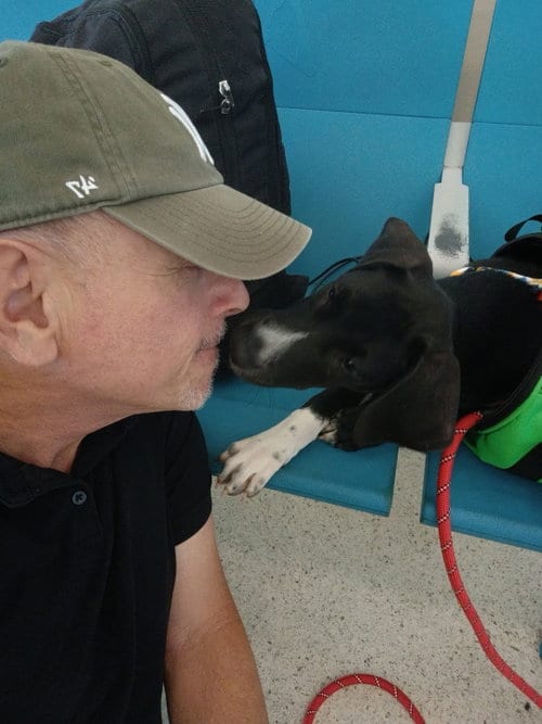 Photo of Max, adoptable Labrador Retriever in Jenkintown, Pennsylvania