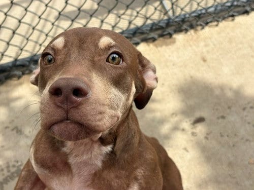Photo of Peanut, adoptable Labrador Retriever in Tulsa, Oklahoma