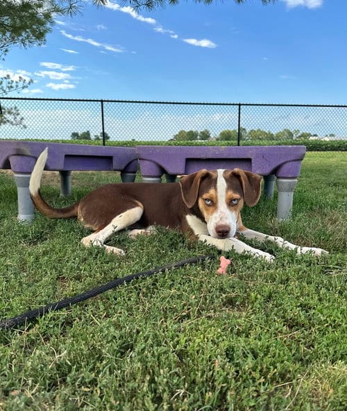 Photo of Blitz, adoptable Hound in Evansville, Indiana