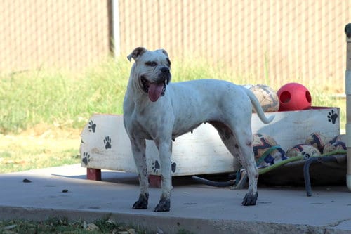 Photo of Manchas, adoptable Bulldog in El Centro, California