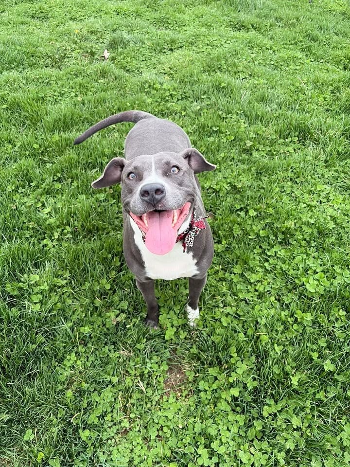 Photo of Gloria, adoptable Pit Bull Terrier in Greensburg, Indiana