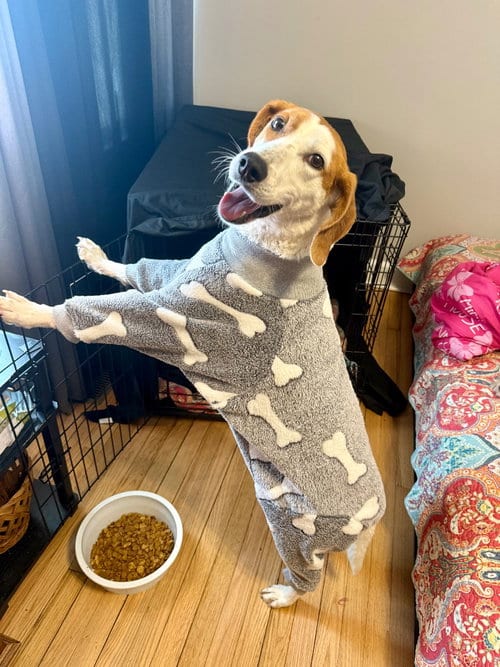 Photo of Pecan, adoptable Treeing Walker Coonhound in Rutherfordton, North Carolina