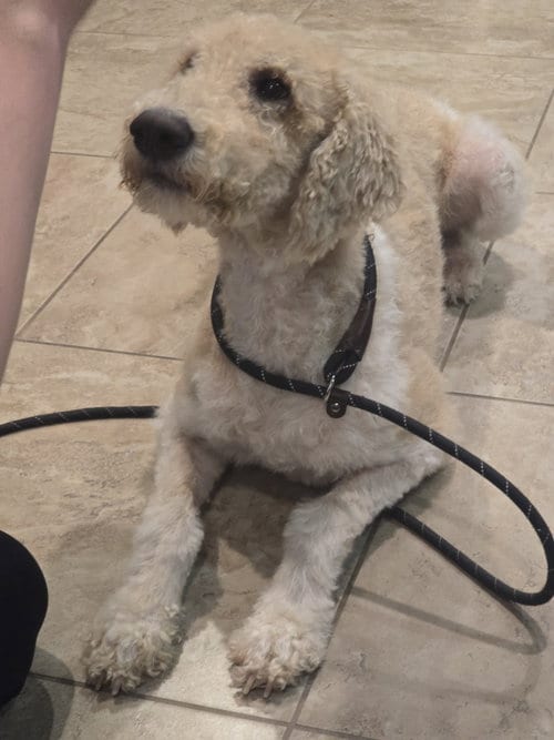 Photo of Rocky, adoptable Unknown breed (medium coat) in Rosenberg, Texas