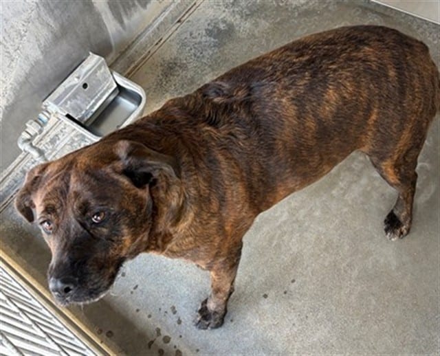 Photo of Senior Mastiff mix, adoptable Mastiff mix in Devore, California