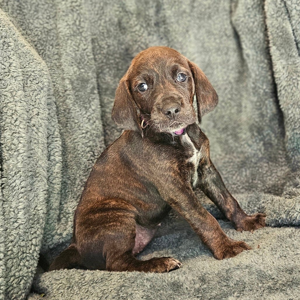 Photo of Rebecca Pup - Bianca, adoptable Hound, Plott / Hound in Fairfax Station, Virginia