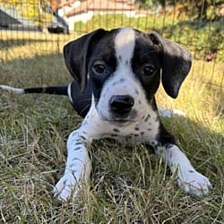 Photo of Basil, adoptable Dalmatian in Vancouver, Washington
