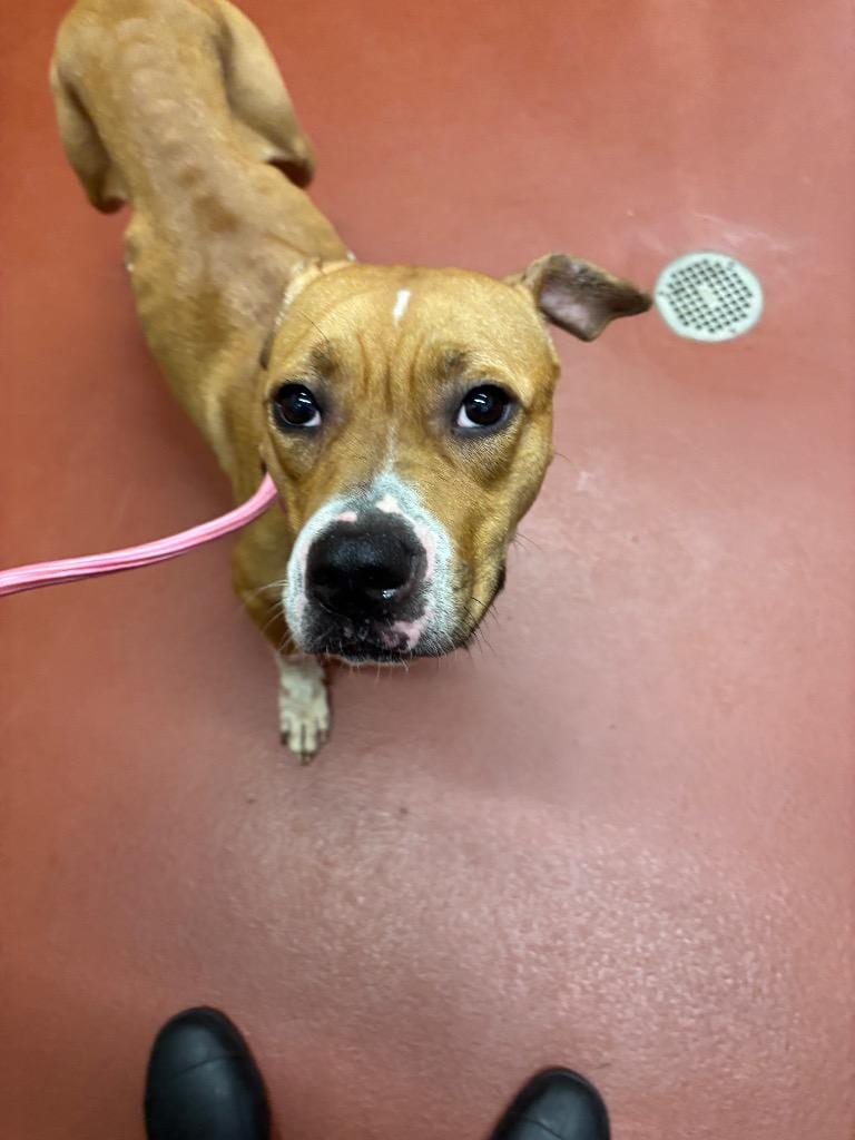Photo of Angel, adoptable Mixed Breed in Douglasville, Georgia