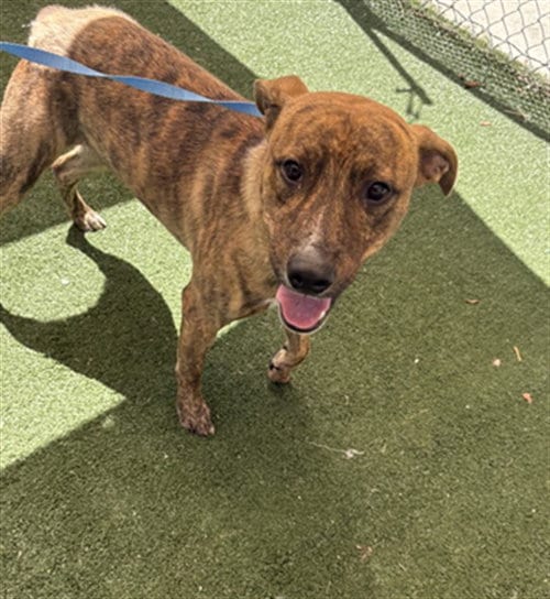 Photo of Pyrex, adoptable Pit Bull Terrier in Texas City, Texas