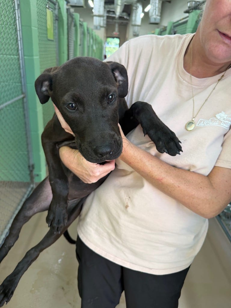 Photo of Turnipgreen, adoptable Labrador Retriever in Nacogdoches, Texas