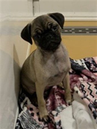 Photo of Lady Puggington, adoptable Pug in San Bernardino, California