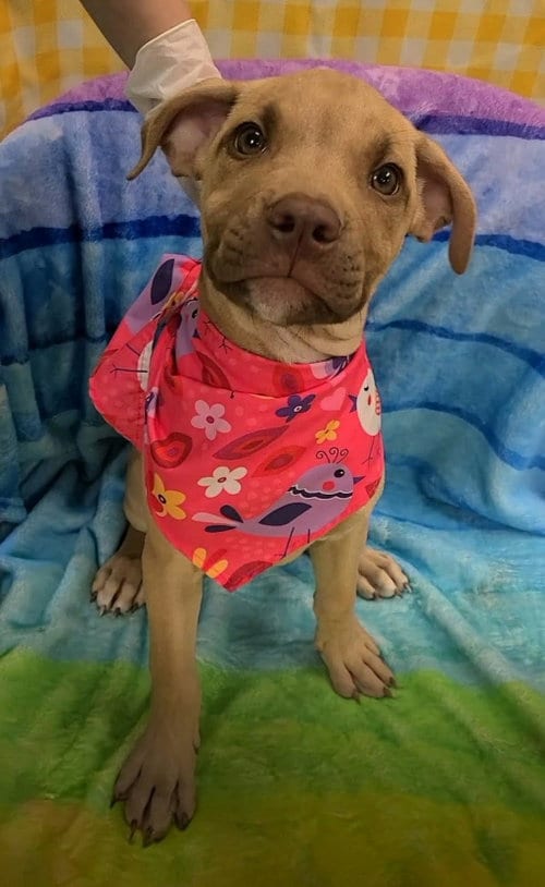 Photo of Bonnie (NY-Emily), adoptable Boxer in SHERBURNE, New York