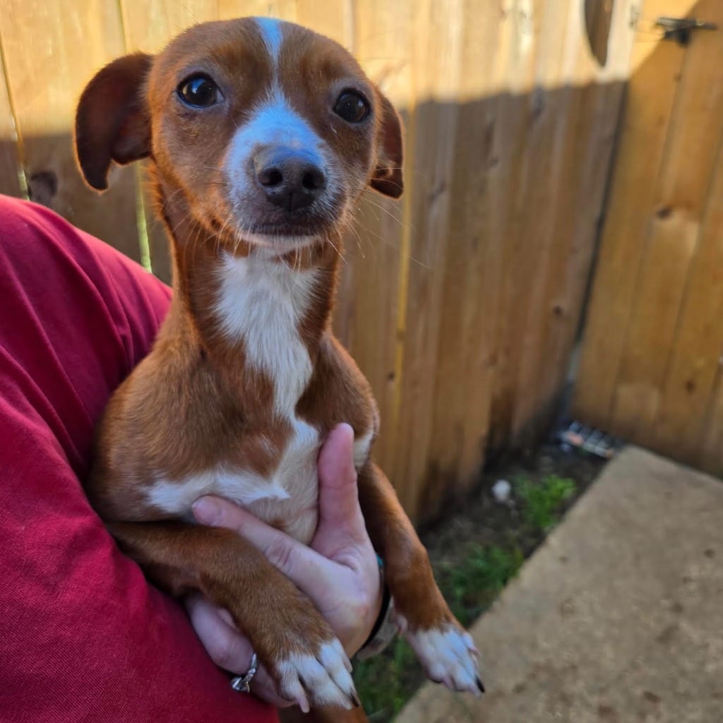 Photo of Amber, adoptable Chihuahua in Bloomfield, Connecticut