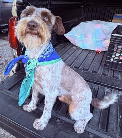 Photo of Rosco, adoptable Schnauzer, Miniature/Mix in Auburn, Washington