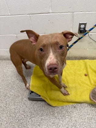 Photo of Crepe 6, adoptable dog in Baltimore, Maryland