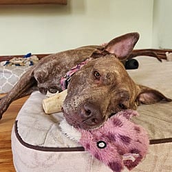 Photo of Foxy Brown, adoptable American Pit Bull Terrier Plott Hound in Westminster, Massachusetts