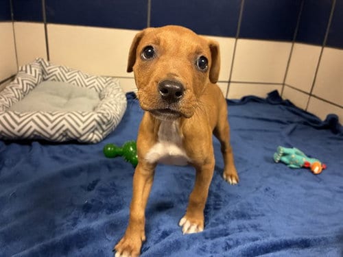 Photo of Ladybug, adoptable Pit Bull Terrier in Fort Wayne, Indiana