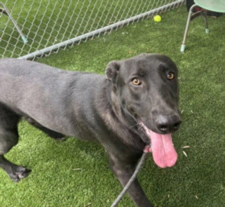 Photo of Jim, adoptable German Shepherd Dog in Chatsworth, California
