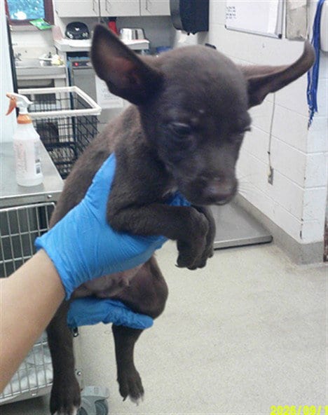 Photo of A480710, adoptable German Shepherd Dog in Oklahoma City, Oklahoma