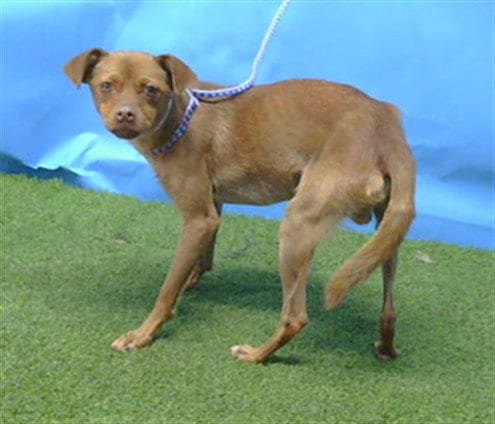 Photo of A5804372, adoptable Terrier in Gardena, California
