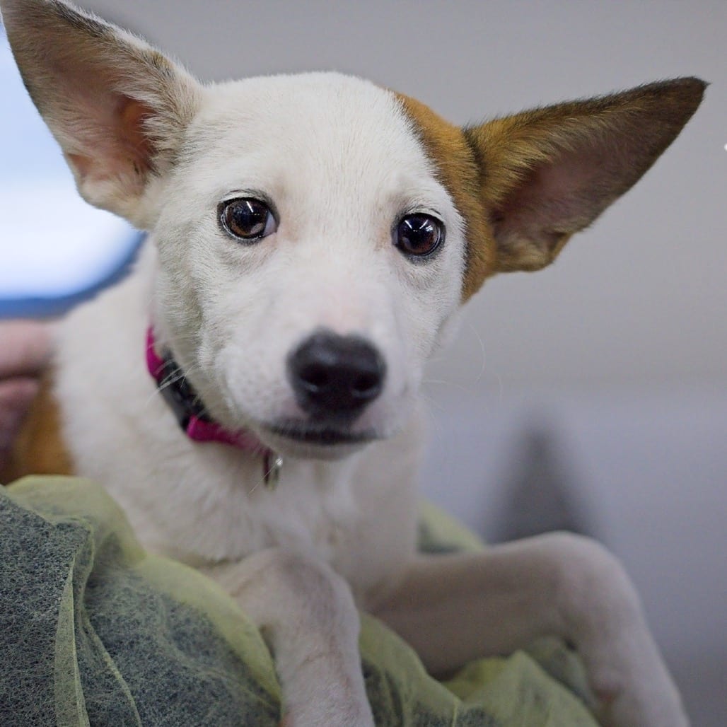 Photo of Trixie, adoptable Terrier, Jack Russell in South Elgin, Illinois