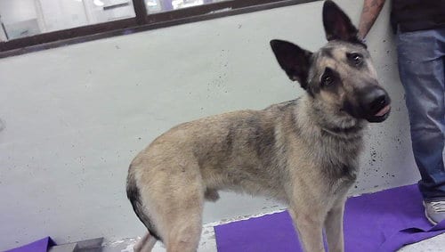 Photo of Tucker, adoptable German Shepherd Dog in Houston, Texas