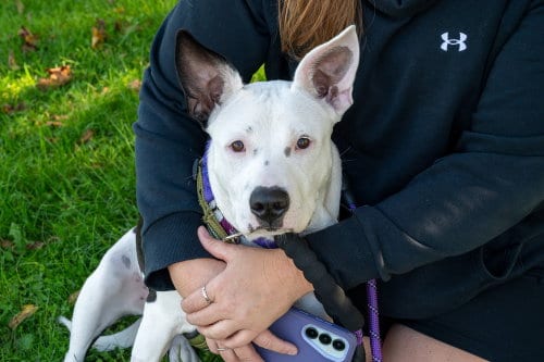 Photo of Stevie Nicks, adoptable Pit Bull Terrier in Mundelein, Illinois
