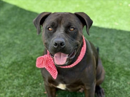 Photo of Roxy, adoptable Pit Bull Terrier in San Pedro, California
