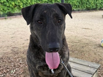 Photo of Summit, adoptable dog in Georgetown, Texas