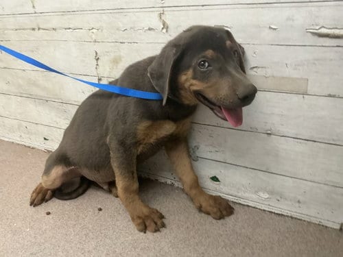 Photo of Tyson, adoptable Doberman Pinscher in San Bernardino, California