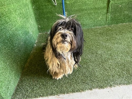Photo of Alonzo, adoptable Maltese in Lancaster, California