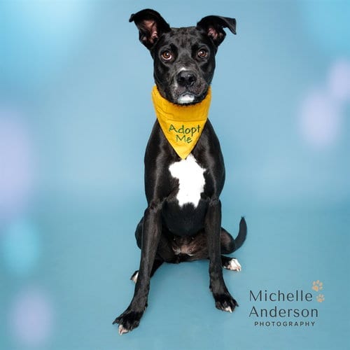 Photo of Layla, adoptable Labrador Retriever in Corona, California