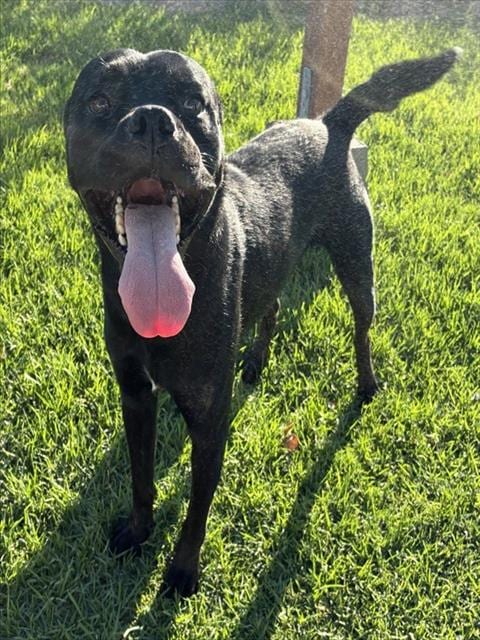 Photo of Senior Pit Bull Terrier mix, adoptable Pit Bull Terrier mix in Devore, California