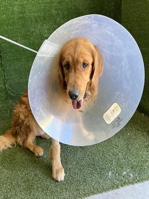 Photo of Copper, adoptable Golden Retriever in Lancaster, California