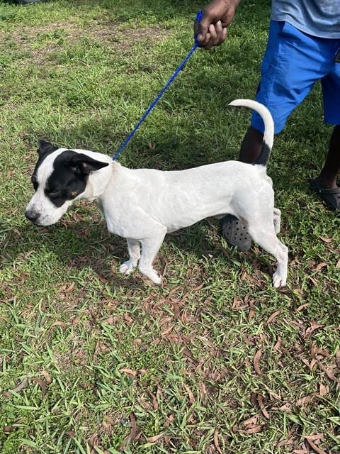 Photo of Marvin, adoptable Terrier mix in Miami, Florida