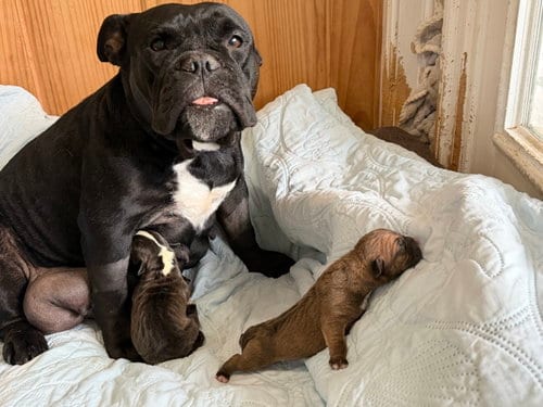 Photo of Midnight, adoptable English Bulldog in Holly Springs, North Carolina