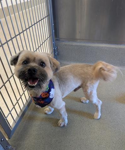 Photo of Brenden, adoptable Shih Tzu in San Martin, California