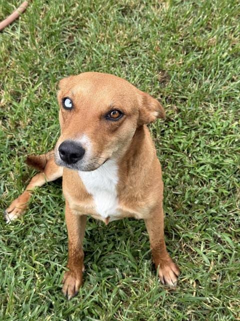 Photo of Pancake, adoptable Australian Kelpie in Riverside, California