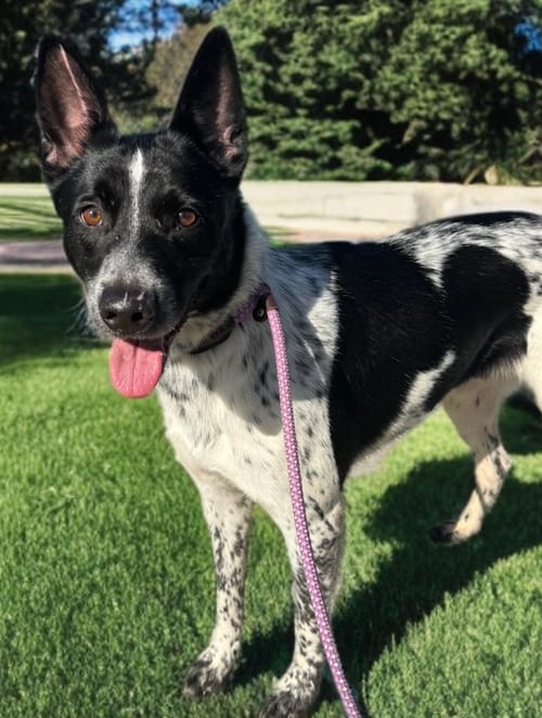 Photo of Macallan, adoptable Cattle Dog in Newport Beach, California