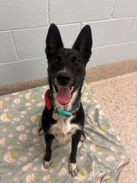 Photo of Giselle, adoptable Belgian Shepherd Malinois in Brighton, Colorado