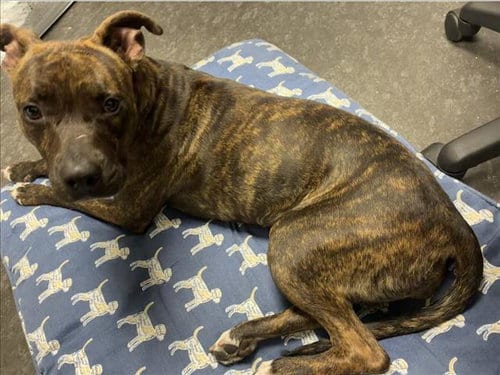 Photo of Kelly, adoptable Pit Bull Terrier in Los Angeles, California