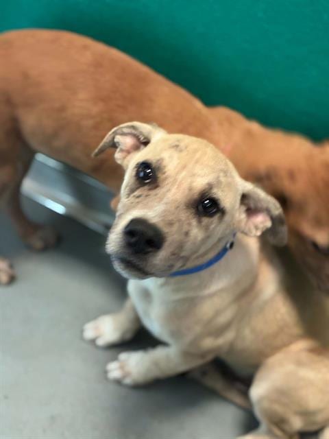 Photo of A256730, adoptable German Shepherd Dog in Visalia, California