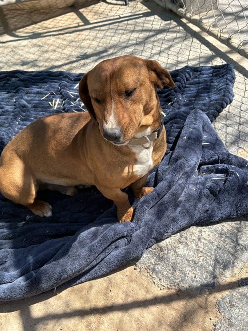 Photo of Buddy, adoptable Dachshund in Apple Valley, California