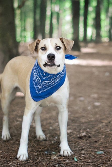Photo of Bluebell, adoptable Pit Bull Terrier in Belleville, Illinois