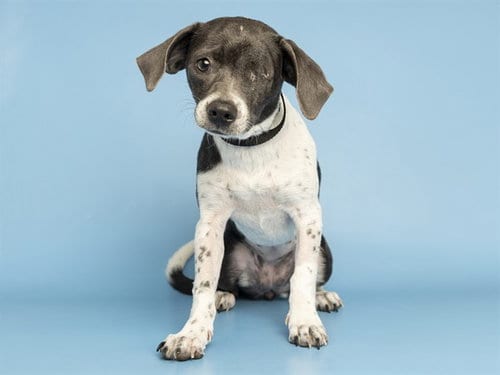 Photo of Dot, adoptable Chihuahua in Phoenix, Arizona