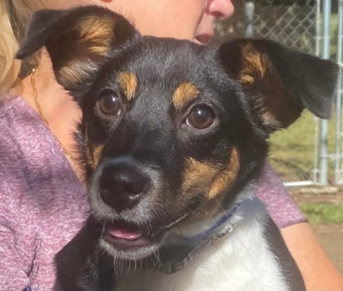 Photo of Meg, adoptable Chihuahua in Canton, Connecticut