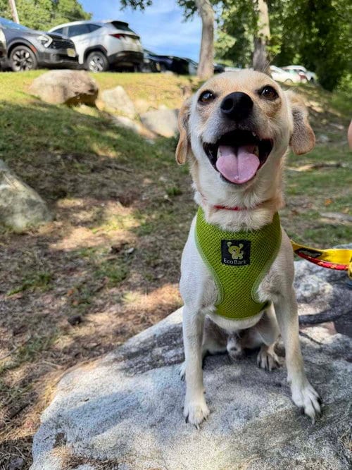 Photo of Lucky (AL), adoptable Chihuahua in New York, New York