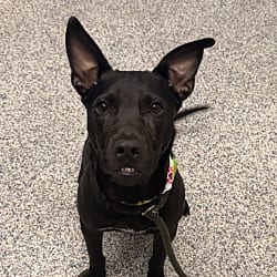 Photo of Rex, adoptable American Staffordshire Terrier in Golden, Colorado