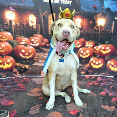 Photo of Sunshine, adoptable Pit Bull Terrier in Long Beach, California