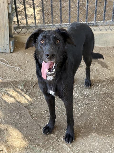 Photo of Melody, adoptable Labrador Retriever in Riverside, California